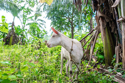 Horse standing on field