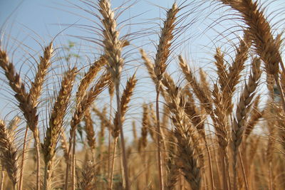 Close-up of wheat field against clear sky