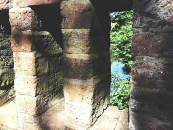 Plants growing on wall