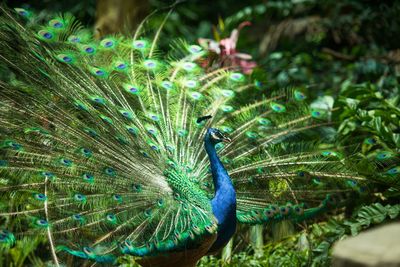 Close-up of peacock