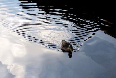 Swan swimming on lake against sky