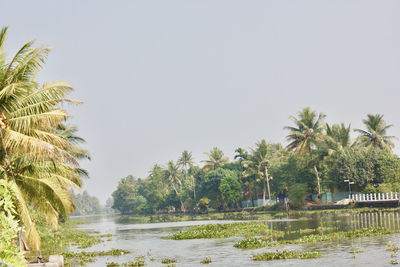 Palm trees by river against clear sky