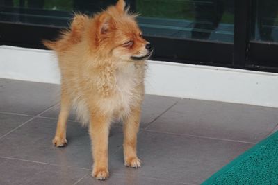 View of a dog looking away