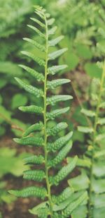 ferns and horsetails