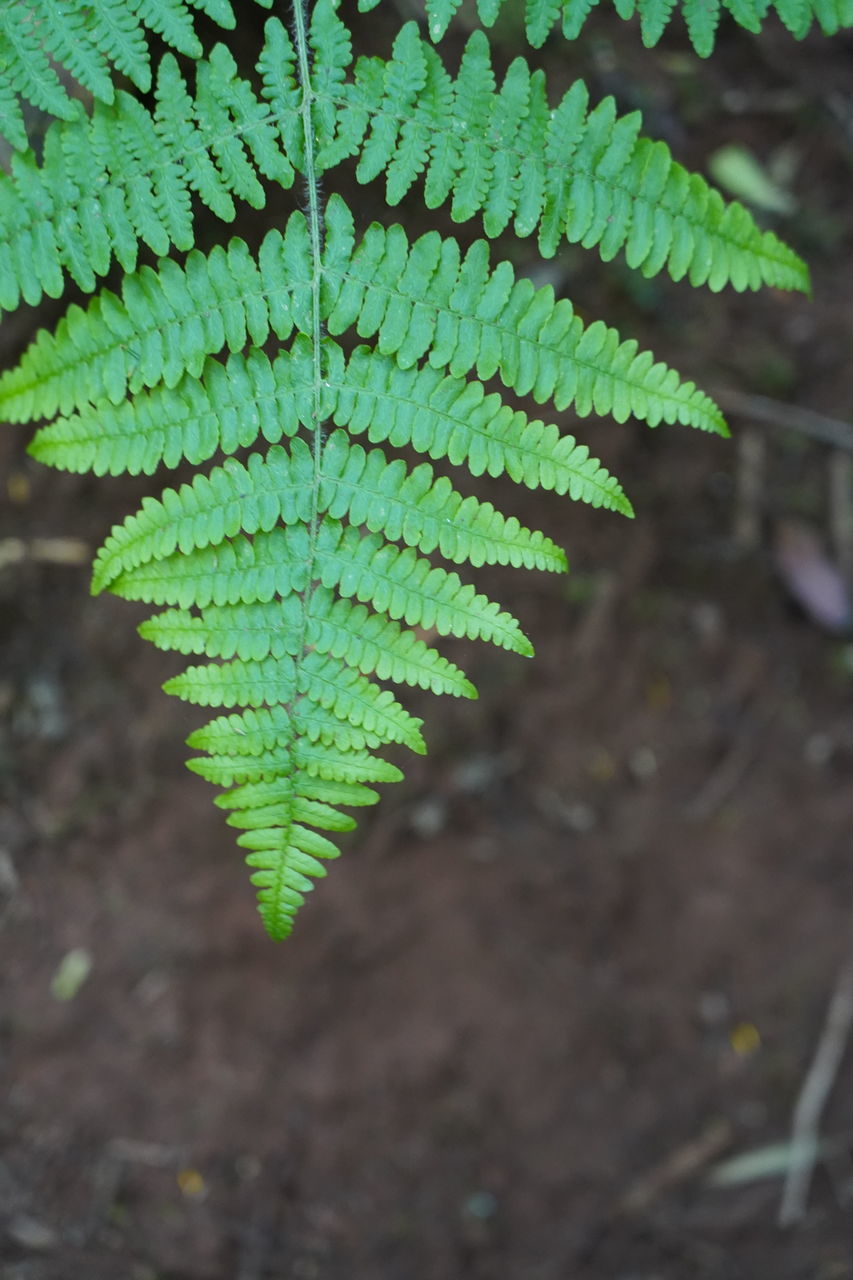 HIGH ANGLE VIEW OF FERN LEAVES ON FIELD DURING RAINY SEASON