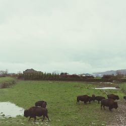 Sheep grazing on grassy field