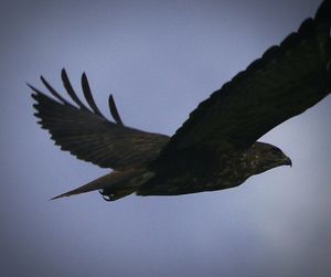 Close-up of eagle flying against clear sky
