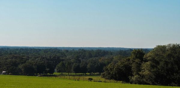 Scenic view of grassy field