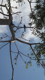 Low angle view of bird perching on tree against sky