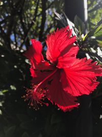 Close-up of red hibiscus blooming outdoors