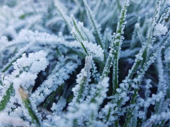 Close-up of frozen plant