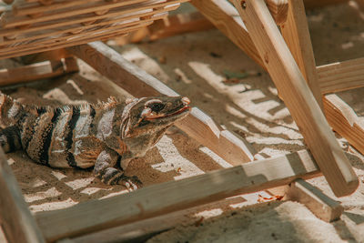 Close-up of lizard on land