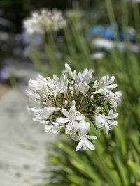 Close-up of white flowering plant