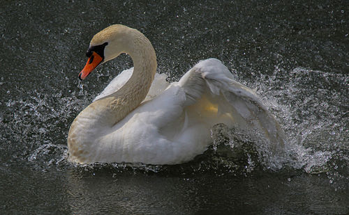 Swan swimming in lake
