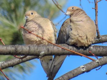 Close-up of bird perching on branch