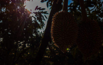 Close-up of plants growing against trees