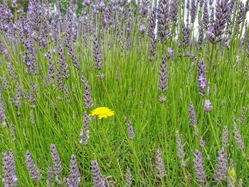 Close-up of fresh purple lavender flowers in field