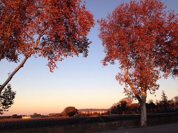 Scenic view of trees during sunset