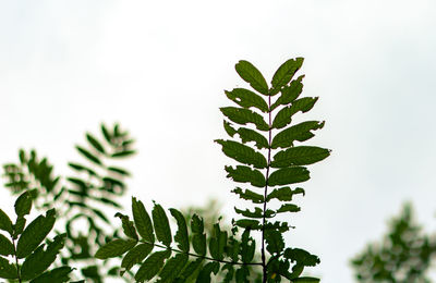 Low angle view of tree leaves against sky