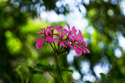 Close-up of pink flowers