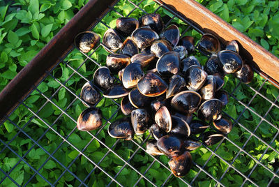 Close-up view of clams