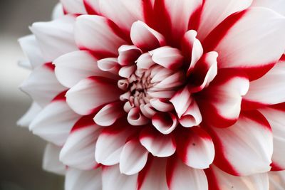 Close-up of dahlia blooming outdoors