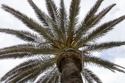 Low angle view of palm tree against sky