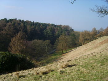 Trees on landscape against sky