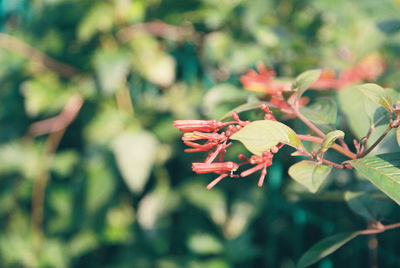 Close-up of red flowering plant