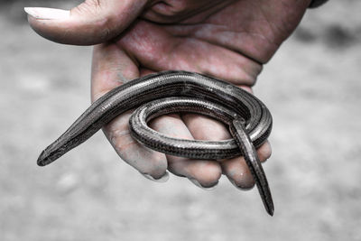 Cropped hand holding glass lizard