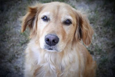 Close-up portrait of golden retriever on field