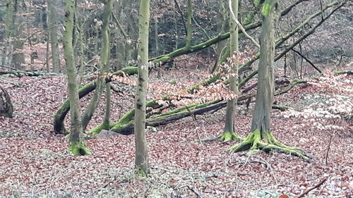 Close-up of lizard on field in forest