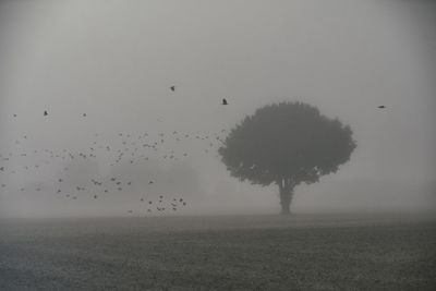 Silhouette birds flying over landscape against clear sky