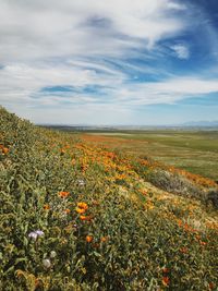 Scenic view of flowering plants on field against sky