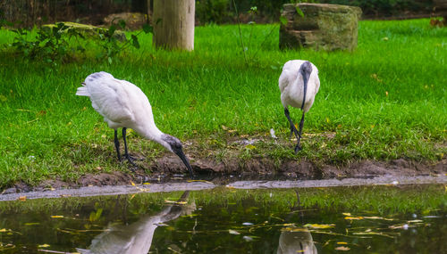 View of birds in lake