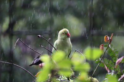 Bird perching on a branch