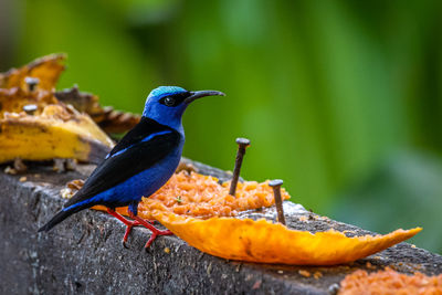 Close-up of bird perching on wood