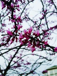 Low angle view of pink flowers on branch