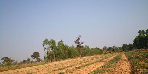 Scenic view of agricultural field against clear sky