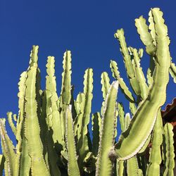 Detail shot of cactus plant against clear sky