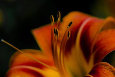 Close-up of orange flower