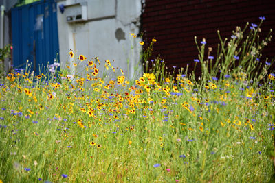 Plants growing in field against building