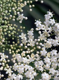 Close-up of white flowering plants