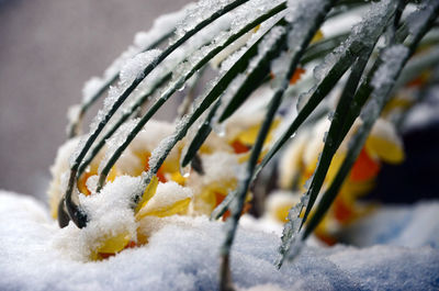 Close-up of frozen plant on snow covered field