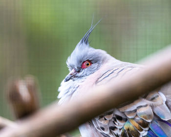 Close-up of bird