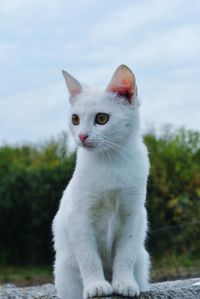 Portrait of a cat