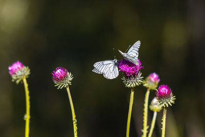 Close-up of butterfly pollinating on pink flower