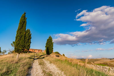 Scenic view of agricultural field against sky