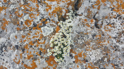 Close-up of lichen on rock