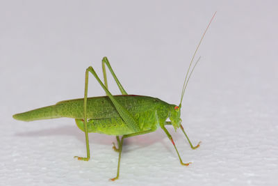 Close-up of grasshopper against white background